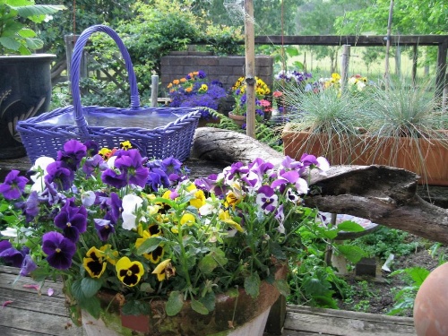 Miranda Orchard Cottage image 10