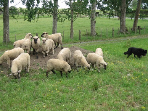 Miranda Orchard Cottage image 11